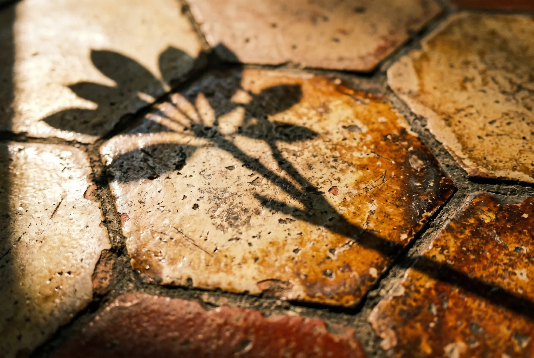 Aged glazed terracotta floor tiles with the shadow of frangipani leaves across them, late light.
