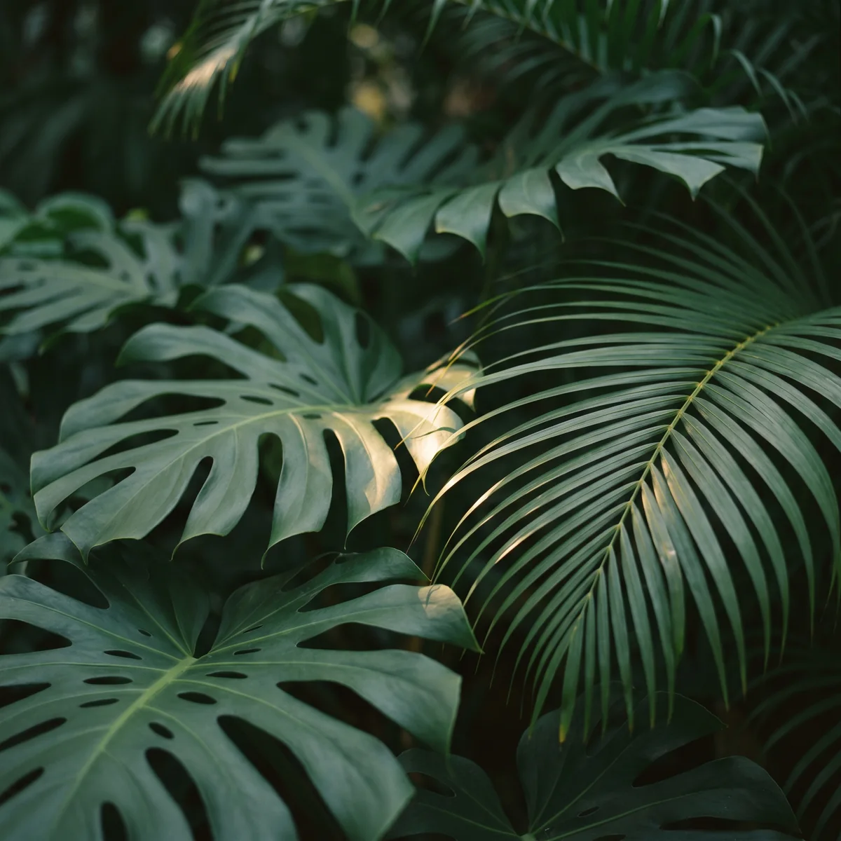 Monstera and palm leaves in deep garden shade.